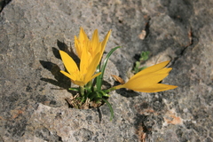 Sternbergia lutea