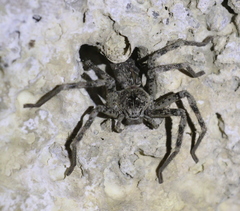 Eusparassus