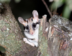 Garden Dormouse photo 4