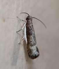 Xylorycta melaleucae