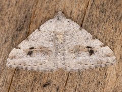 Digrammia pictipennata