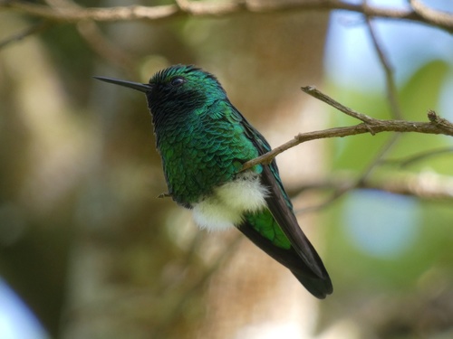 Garden Emerald (Chlorostilbon assimilis), photo 10