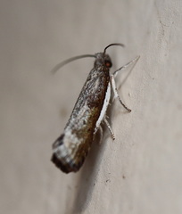 Xylorycta melaleucae