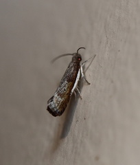 Xylorycta melaleucae