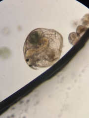 Chydorus
