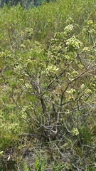 Baccharis alaternoides