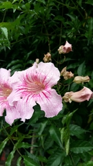 Podranea