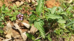 Verbena hispida
