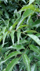 Podranea