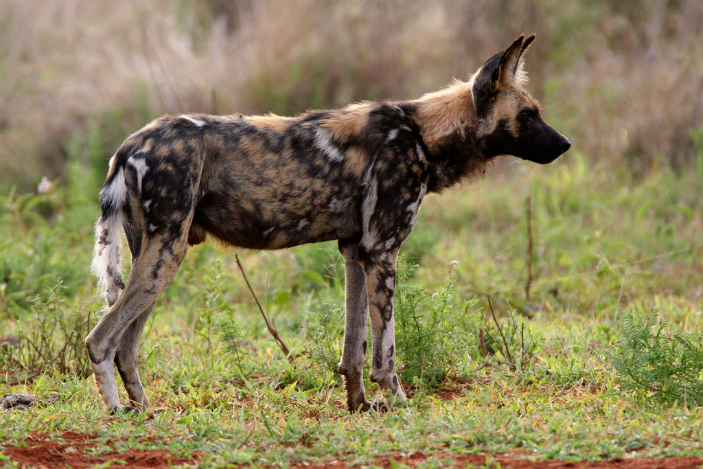 What Is The Largest Wild Dog