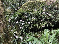 Sarcochilus fitzgeraldii