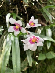 Sarcochilus fitzgeraldii