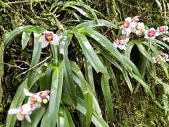 Sarcochilus fitzgeraldii