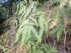 Dicranopteris linearis subferruginea