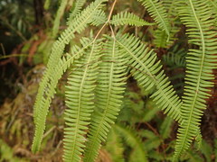 Dicranopteris linearis subferruginea