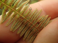Dicranopteris linearis subferruginea