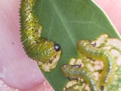Adurgoa gonagra