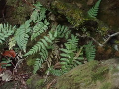 Blechnum diversifolium