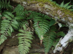 Blechnum diversifolium