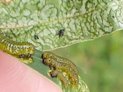 Adurgoa gonagra