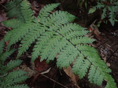 Blechnum diversifolium