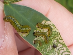 Adurgoa gonagra