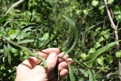Image of Acacia fasciculifera by (c) Greg Tasney, some rights reserved (CC BY-SA)