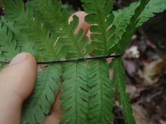 Blechnum diversifolium