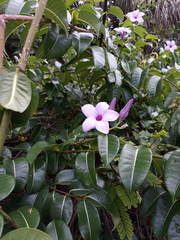 Cryptostegia madagascariensis