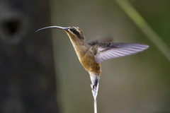 Phaethornis superciliosus