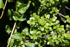 Planchonella cotinifolia