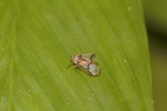Cyphoceratopini
