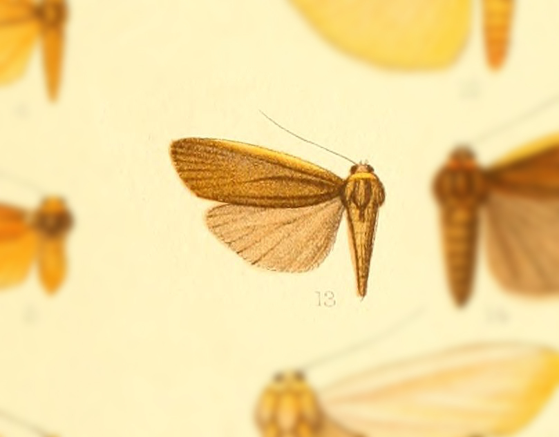 Ghoria postfusca