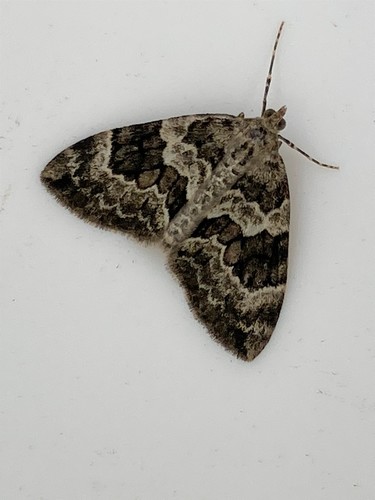Spruce Carpet