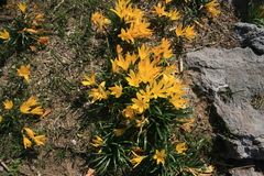 Sternbergia lutea