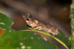 Rhinella proboscidea