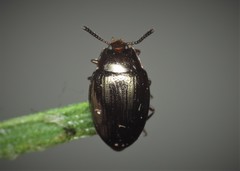 Scaphidema metallicum