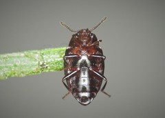 Scaphidema metallicum