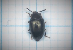 Scaphidema metallicum