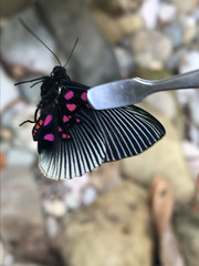 Lyropteryx apollonia