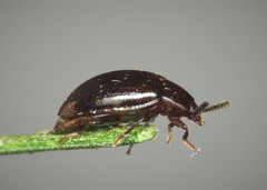 Scaphidema metallicum