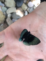 Lyropteryx apollonia