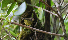 Basileuterus melanotis