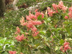 Triplaris melaenodendron