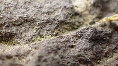 Sminthurinus quadrimaculatus