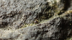 Sminthurinus quadrimaculatus