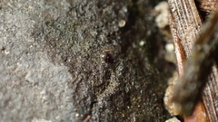 Sminthurinus quadrimaculatus