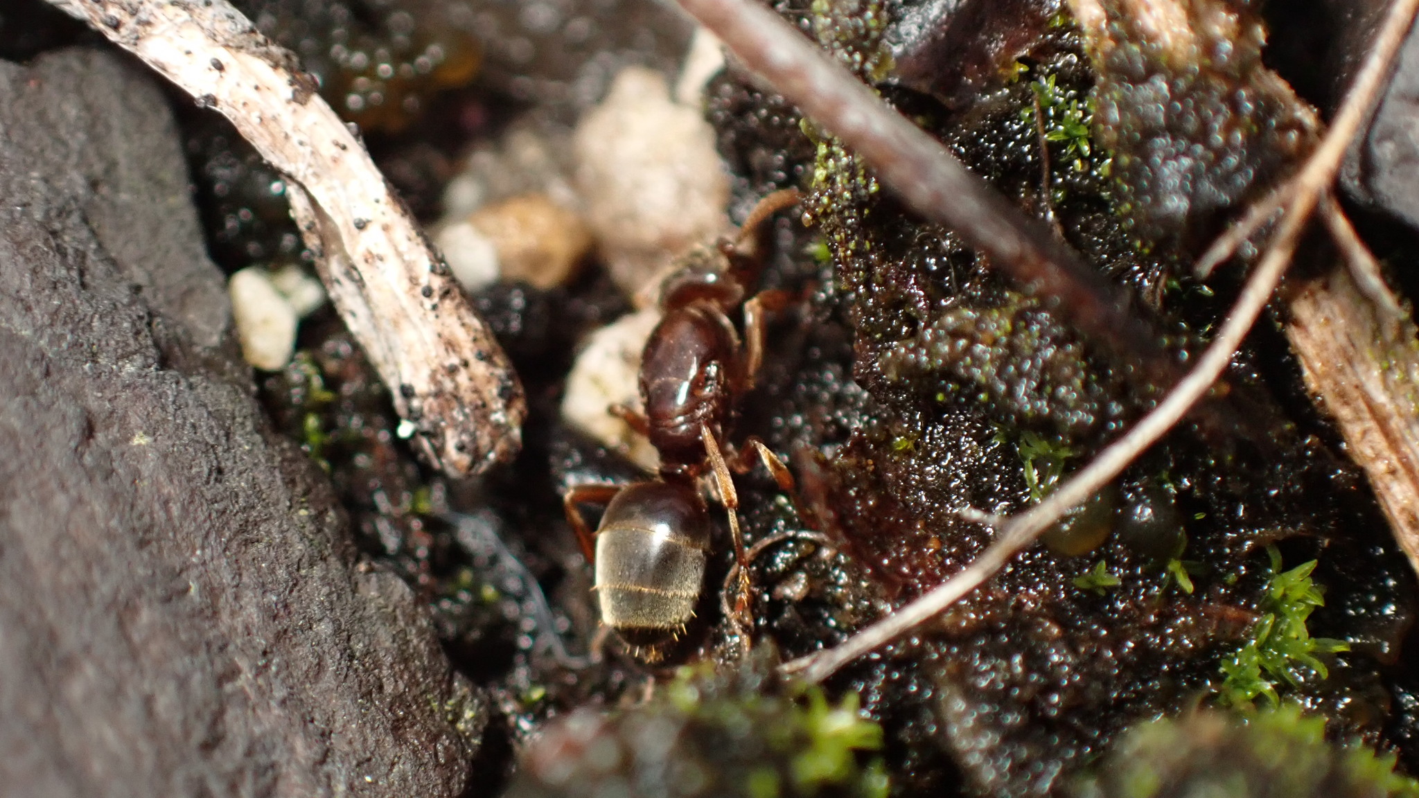 Lasius subglaber