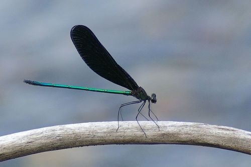 Atrocalopteryx atrata