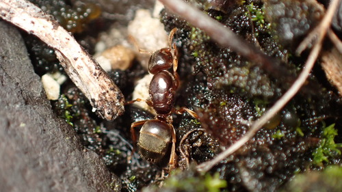 Lasius subglaberLasius subglaber